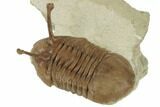 Stalk-Eyed Asaphus Kowalewskii Trilobite - Very Large #191016-4